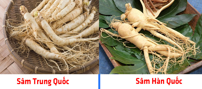 Phân Biệt Sâm Trung Quốc Và Sâm Hàn Quốc